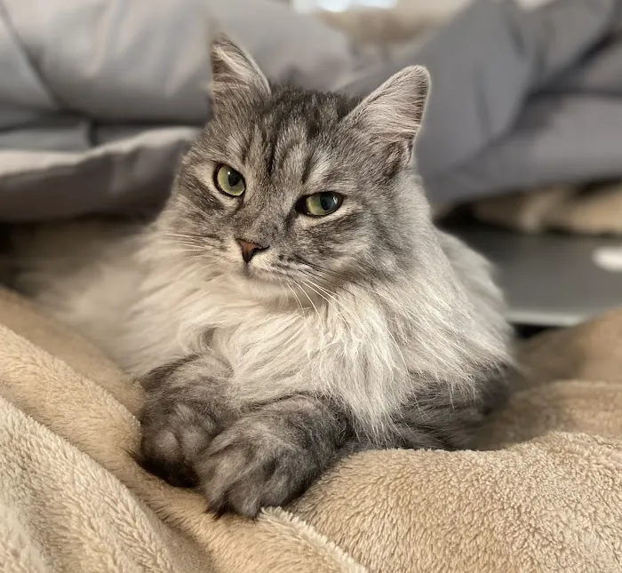 Precious Paws Animal Hospital 5