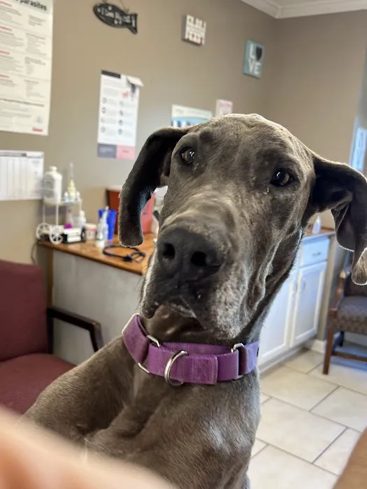 Snowden Grove Animal Hospital 9