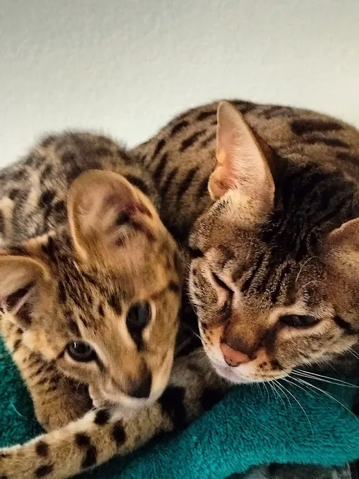 Aspen Savannahs/Social Savannahs 3
