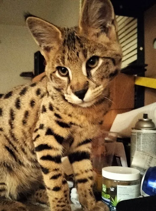 Aspen Savannahs/Social Savannahs 9