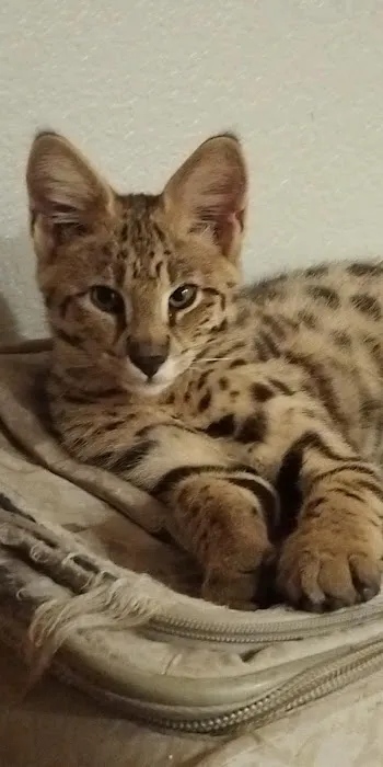 Aspen Savannahs/Social Savannahs 5