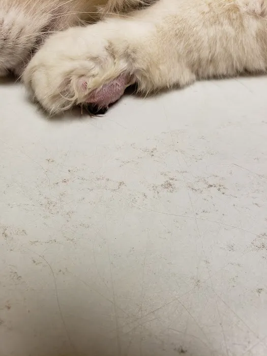 Woods Animal Hospital 4