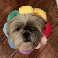 Medlock Bridge Animal Hospital ico