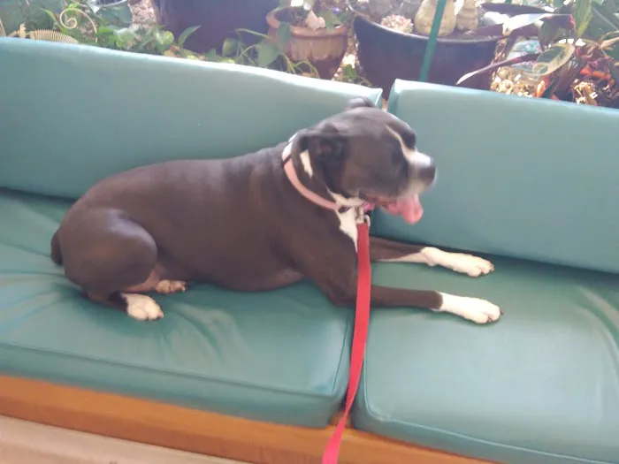 Medlock Bridge Animal Hospital 12