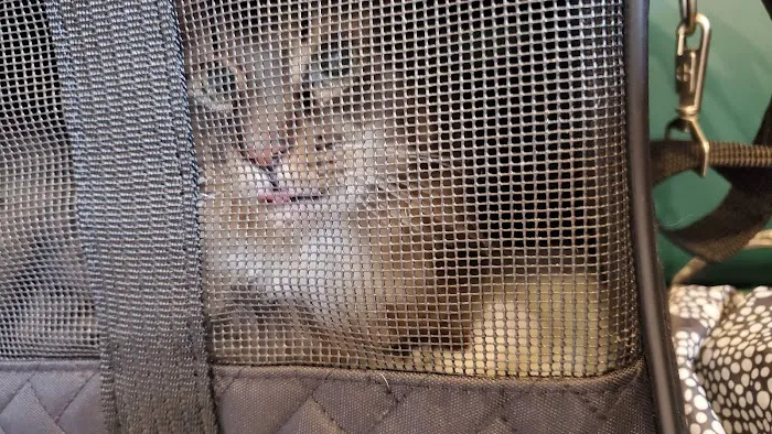 Medlock Bridge Animal Hospital 12