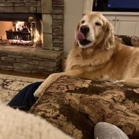 Animal Hospital of North Gwinnett ico