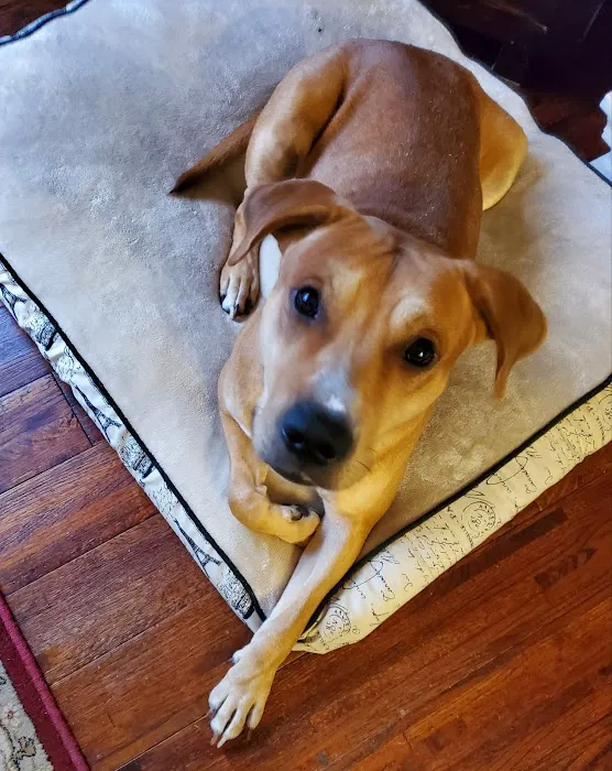 Animal Hospital of North Gwinnett 7