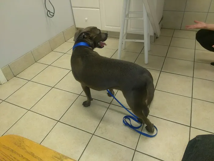 Sugar Hill Animal Hospital 8