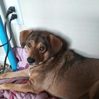 Banfield Pet Hospital ico