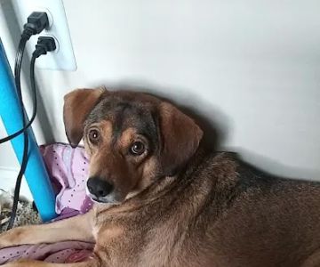 Banfield Pet Hospital