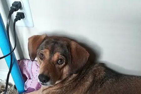 Banfield Pet Hospital