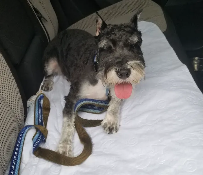 My Pet's Vet Buford 9