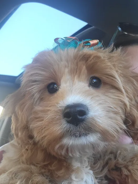 My Pet's Vet Buford 8