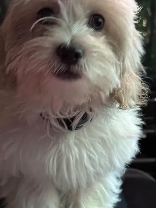 My Pet's Vet Buford 3
