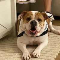 My Pet's Vet Buford ico