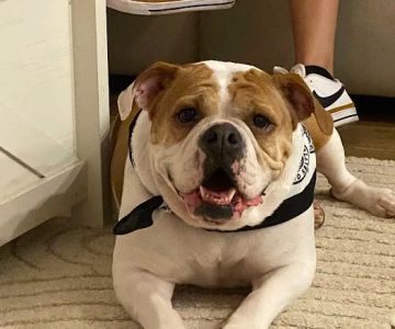 My Pet's Vet Buford