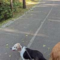 Thrive Pet Healthcare - Buford ico