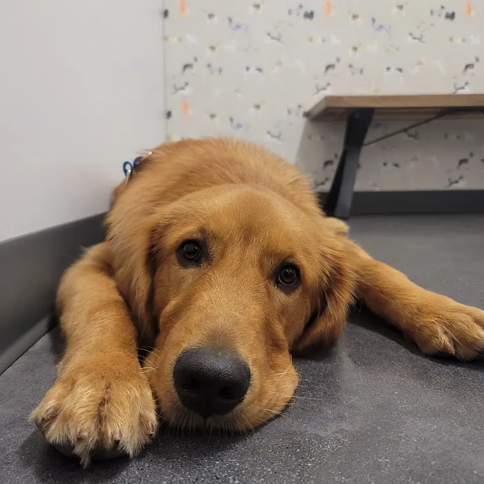 Thrive Pet Healthcare - Buford 4