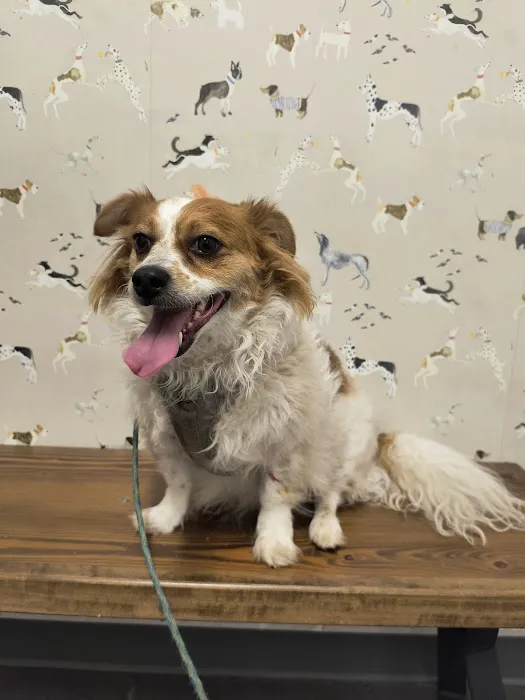 Thrive Pet Healthcare - Buford 8