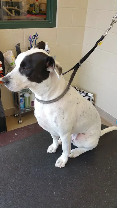 Lanier Animal Hospital 6