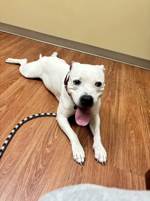 Lanier Animal Hospital 4