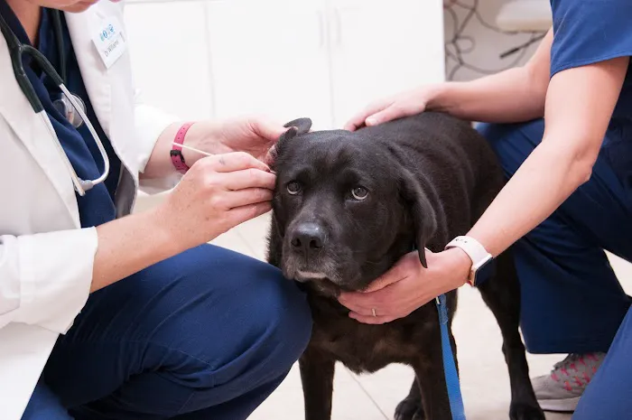Hamilton Ridge Animal Hospital 7