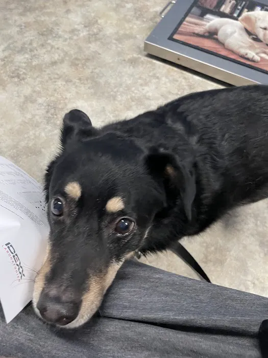 Vann's Ferry Animal Hospital 12
