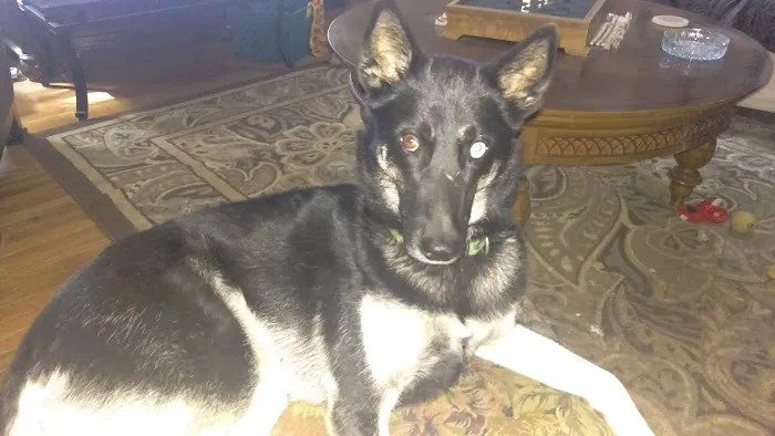 Vann's Ferry Animal Hospital 12