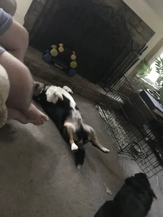 Vann's Ferry Animal Hospital 12