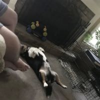 Vann's Ferry Animal Hospital ico