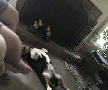 Vann's Ferry Animal Hospital