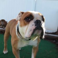 Barkfield Animal Hospital ico
