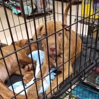 Vetco Vaccination Clinic ico