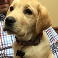 Cumming Veterinary Clinic ico