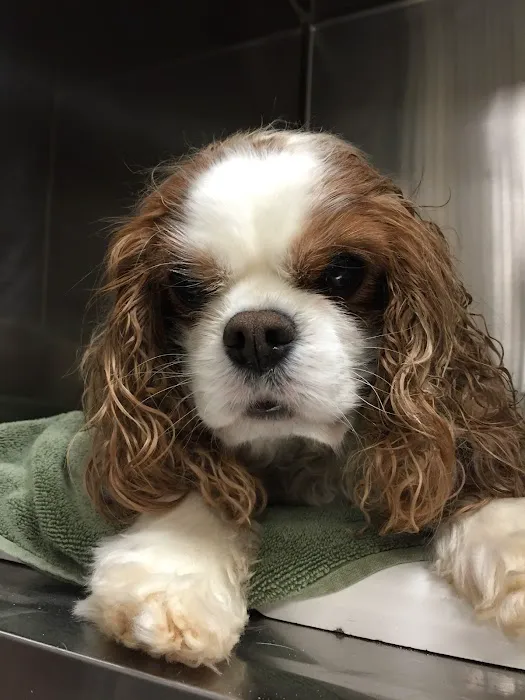Cumming Veterinary Clinic 12