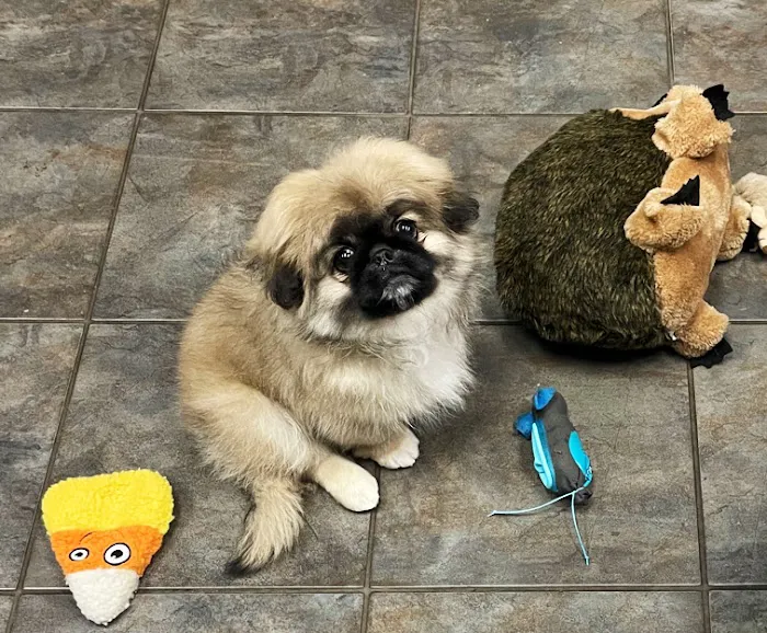 Cumming Veterinary Clinic 12