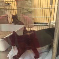 Banfield Pet Hospital ico
