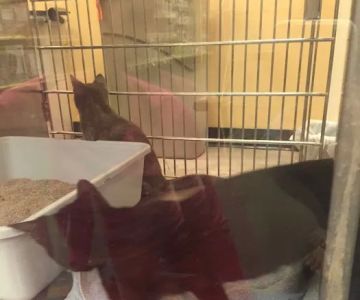 Banfield Pet Hospital