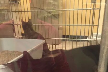Banfield Pet Hospital