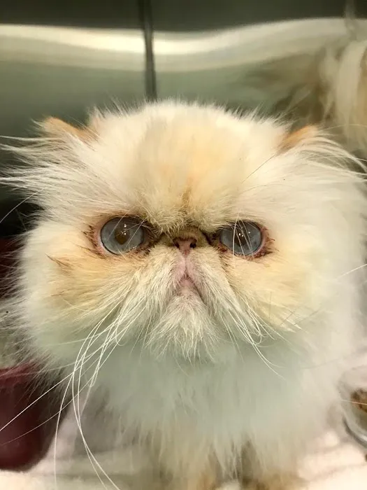 Animal Medical Center of Cumming 5