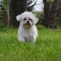 Sawnee Animal Clinic ico