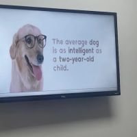 West Forsyth Animal Hospital ico