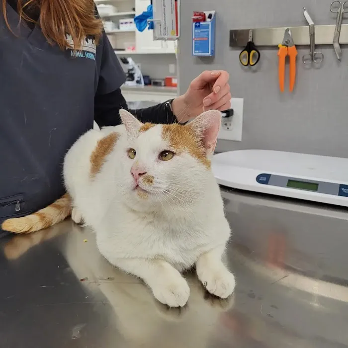 West Forsyth Animal Hospital 2
