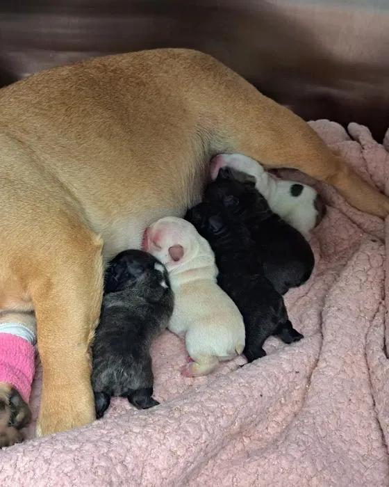 West Forsyth Animal Hospital 6