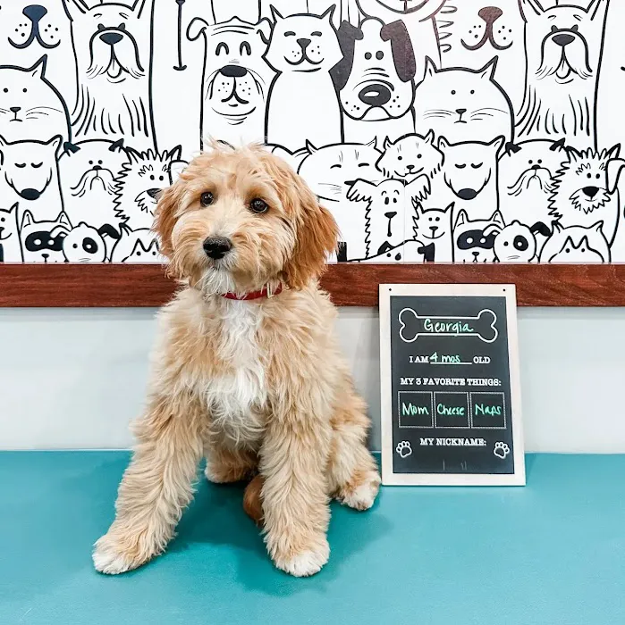 West Forsyth Animal Hospital 3