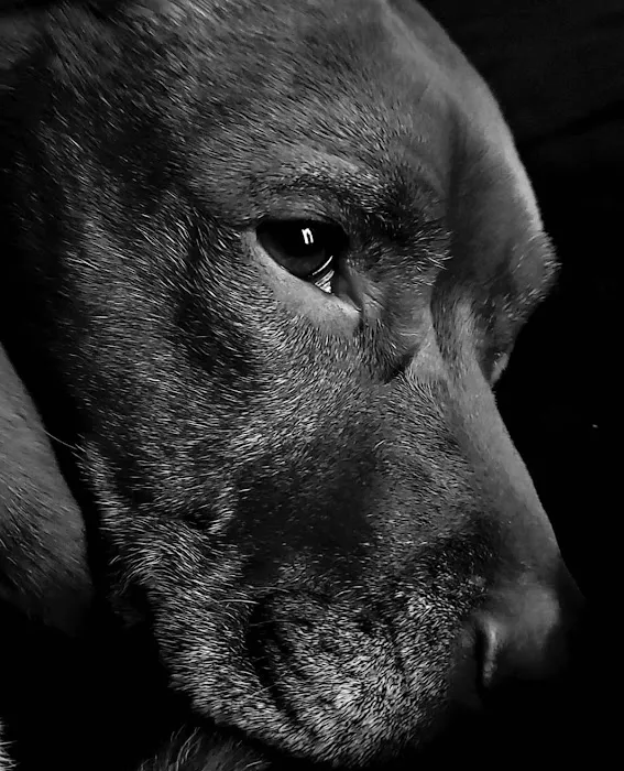 Creekside Animal Hospital 12