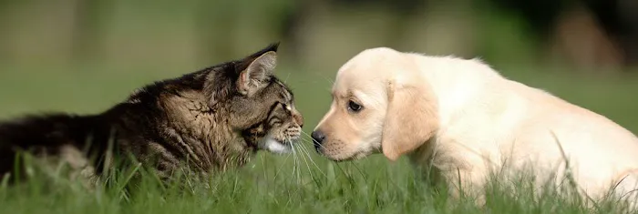 Creekside Animal Hospital 12