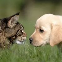 Creekside Animal Hospital ico