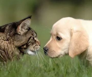 Creekside Animal Hospital