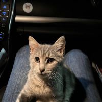 Castleberry Veterinary Hospital ico